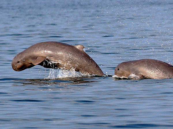 attraction-Fresh Water Dolphin.jpg